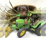Puppy 3 YorkiePoo