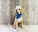 Small Photo #1 Aussiedoodle Miniature  Puppy For Sale in HAMILTON, MI, USA