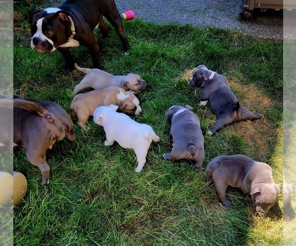 Medium Photo #3 American Bully Puppy For Sale in OLYMPIA, WA, USA