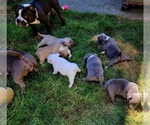 Small Photo #3 American Bully Puppy For Sale in OLYMPIA, WA, USA