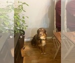 Small Photo #1 Australian Shepherd Puppy For Sale in HARRISON, OH, USA
