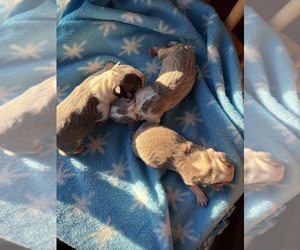 Boston Terrier Puppy for sale in HOWELL, NJ, USA