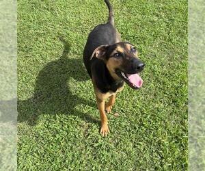 German Shepherd Dog Dogs for adoption in Sugar Land, TX, USA