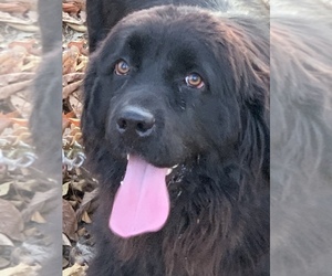 Mother of the Newfoundland puppies born on 11/24/2019