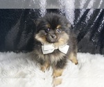 Small #5 Pomeranian