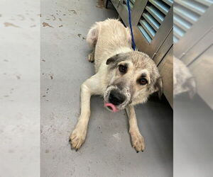 German Shepherd Dog-Unknown Mix Dogs for adoption in Waco, TX, USA