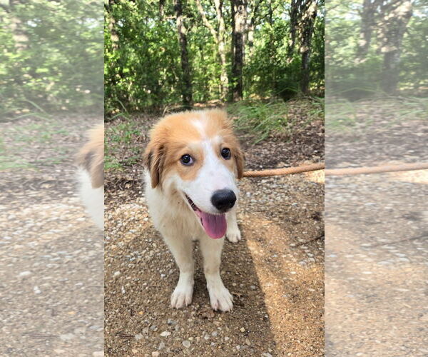 Medium Photo #7 Great Pyrenees Puppy For Sale in Spring, TX, USA