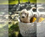 Puppy Stone Goldendoodle