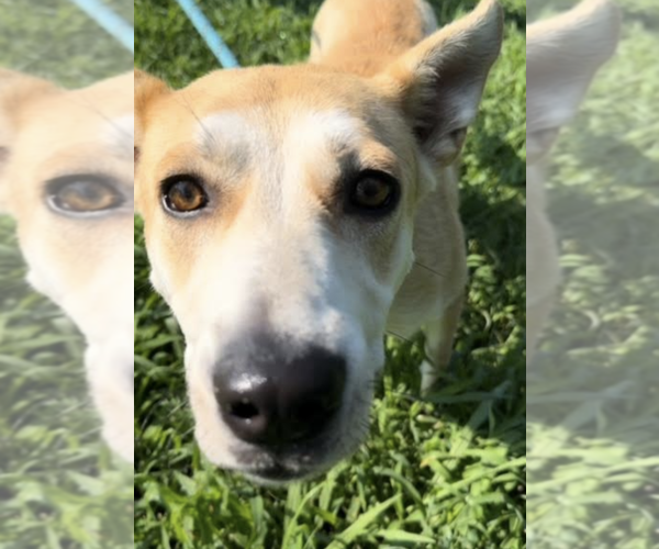 Medium Photo #2 Siberian Husky-Unknown Mix Puppy For Sale in Thomasville, NC, USA