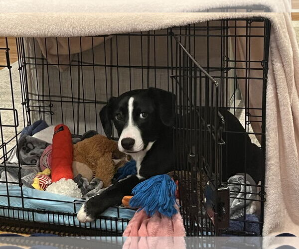 Medium Photo #6 Australian Shepherd-Beagle Mix Puppy For Sale in Wakefield, RI, USA