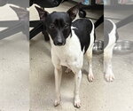 Small #5 Rat Terrier Mix