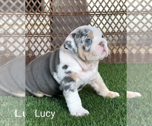 Medium Photo #2 English Bulldog Puppy For Sale in RIVERSIDE, CA, USA