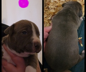 American Pit Bull Terrier Puppy for sale in SMITHLAND, KY, USA