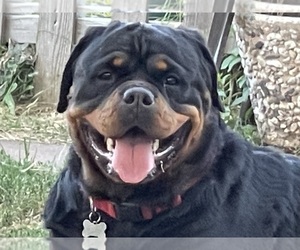 Rottweiler Puppy for sale in VALLEJO, CA, USA