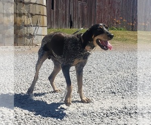 Bluetick Coonhound Puppy for sale in SHIPSHEWANA, IN, USA