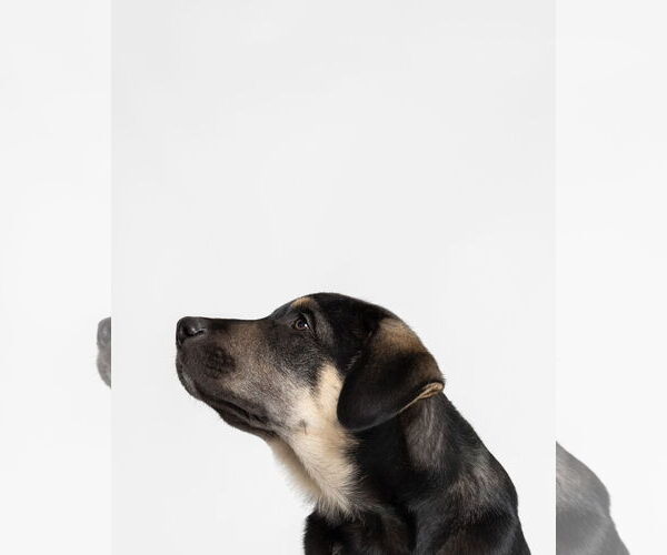 Medium Photo #3 Australian Shepherd-Unknown Mix Puppy For Sale in Holly Springs, NC, USA