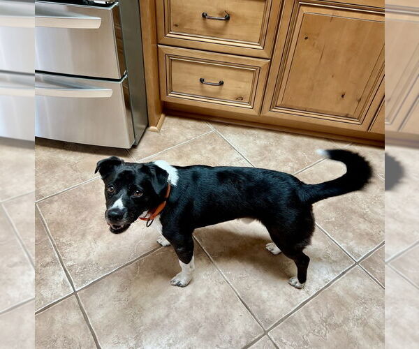 Medium Photo #3 Mutt Puppy For Sale in Mooresville, NC, USA