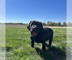 Small Photo #3 Labrador Retriever Puppy For Sale in FREDERICKSBG, OH, USA