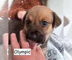 Small #1 Labrador Retriever Mix