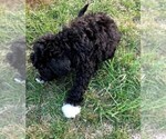 Small Photo #11 Portuguese Water Dog Puppy For Sale in LAKEVIEW, MI, USA