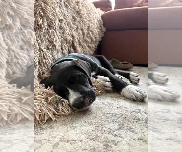 Medium Photo #3 Great Dane-Sheepadoodle Mix Puppy For Sale in EGG HARBOR CITY, NJ, USA