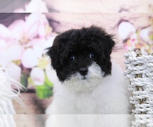 Poochon Puppy for sale in MARIETTA, GA, USA