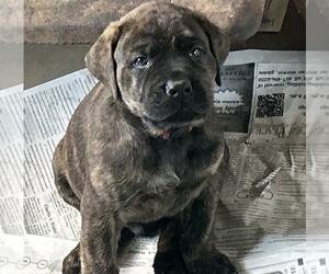 English Mastweiler Puppy for Sale in OSCEOLA, Missouri USA