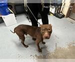 Small American Pit Bull Terrier Mix