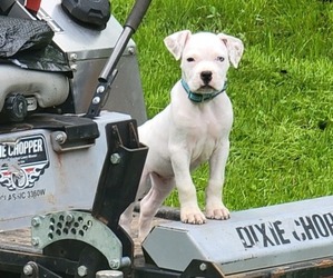 Bullboxer Pit Puppy for Sale in NORTH ROSE, New York USA