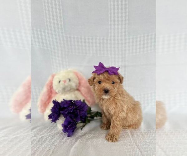 Medium Photo #1 Bichpoo Puppy For Sale in ELKTON, KY, USA