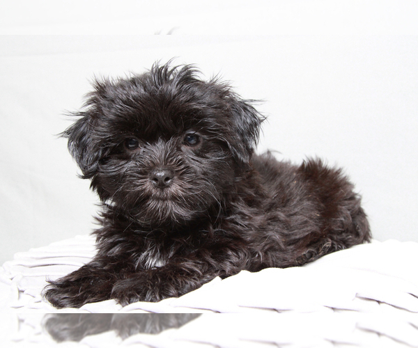 Medium Photo #6 Mal-Shi Puppy For Sale in MARIETTA, GA, USA