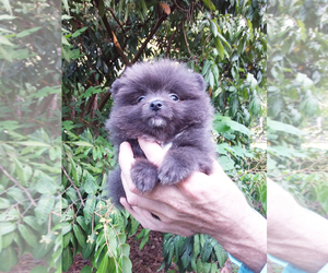 Pomeranian Puppy for sale in WEST PALM BEACH, FL, USA
