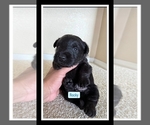 Puppy Puppy 1 Scottish Terrier
