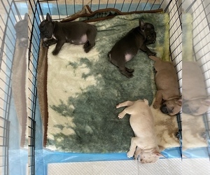 French Bulldog Puppy for sale in LA SIERRA, CA, USA