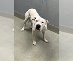 SNOOPY - Male Mutt Dog for Adoption - Small photo