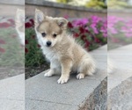 Image preview for Ad Listing. Nickname: Piper