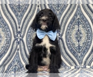 Australian Cattle Dog-Poodle (Standard) Mix Puppy for sale in LAKELAND, FL, USA
