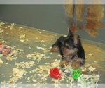 Small Photo #10 Yorkshire Terrier Puppy For Sale in CARROLLTON, GA, USA
