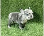 Small Photo #4 French Bulldog Puppy For Sale in FISHER ISLAND, FL, USA