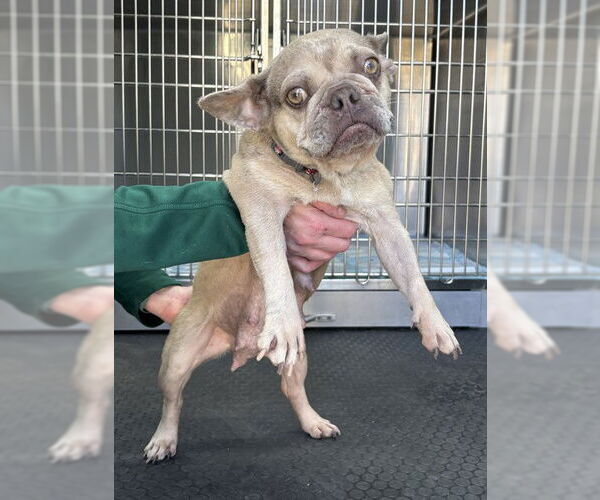 Medium Photo #2 French Bulldog Puppy For Sale in San Bernardino, CA, USA
