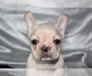 French Bulldog Puppy for sale in BANKSVILLE, NY, USA