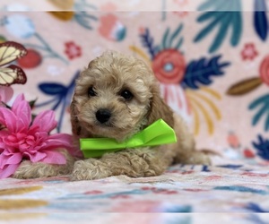 Bichpoo-Cavalier King Charles Spaniel Mix Puppy for sale in LANCASTER, PA, USA