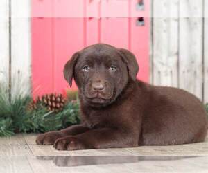 Labrador Retriever Puppy for sale in MOUNT VERNON, OH, USA