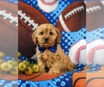 Small Photo #1 Cavapoo Puppy For Sale in BIRD IN HAND, PA, USA