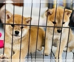 Small Photo #2 Shiba Inu Puppy For Sale in FREMONT, CA, USA