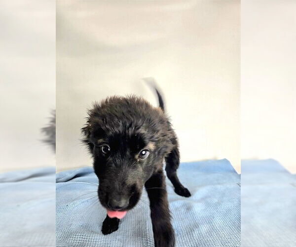 Medium Photo #2 Mutt Puppy For Sale in Sebec, ME, USA