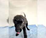 Small #1 Mutt