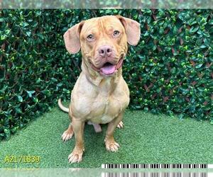 American Pit Bull Terrier Dogs for adoption in West Palm Beach, FL, USA