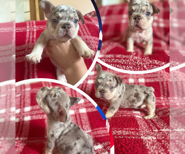 Medium Photo #6 French Bulldog Puppy For Sale in FAYETTEVILLE, NC, USA