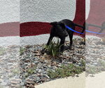 Small #6 Labrador Retriever Mix